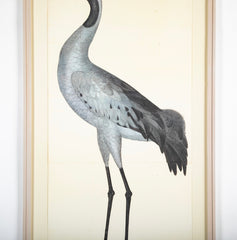 Offset Lithograph of "Common Crane, PL 2"  from the "The  Great Bird Book" by Olof Rudbeck The Younger