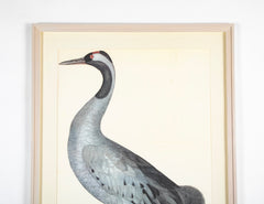 Offset Lithograph of "Common Crane, PL 2"  from the "The  Great Bird Book" by Olof Rudbeck The Younger