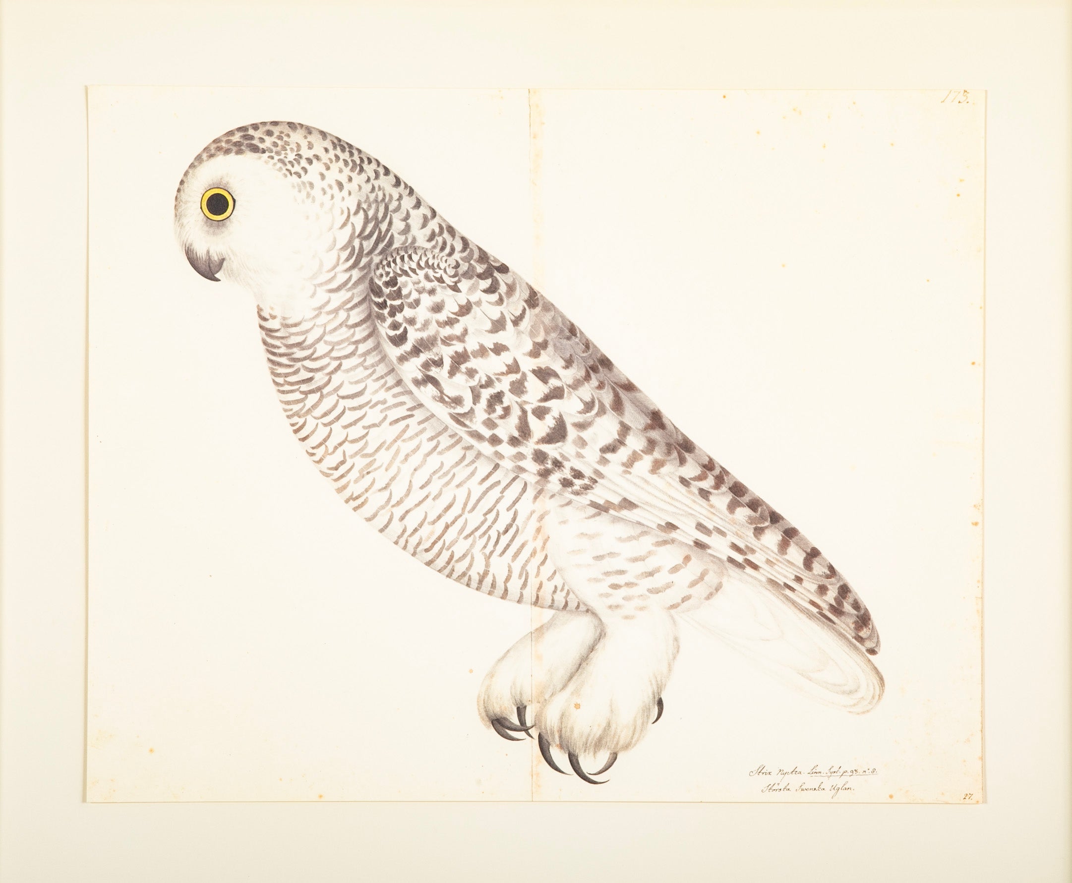 Offset Lithograph - Profile of "White Owl" from the "The Great Bird Book" by Olaf Rudbeck The Younger (1660-1740)