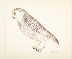 Offset Lithograph - Profile of "White Owl" from the "The Great Bird Book" by Olaf Rudbeck The Younger (1660-1740)