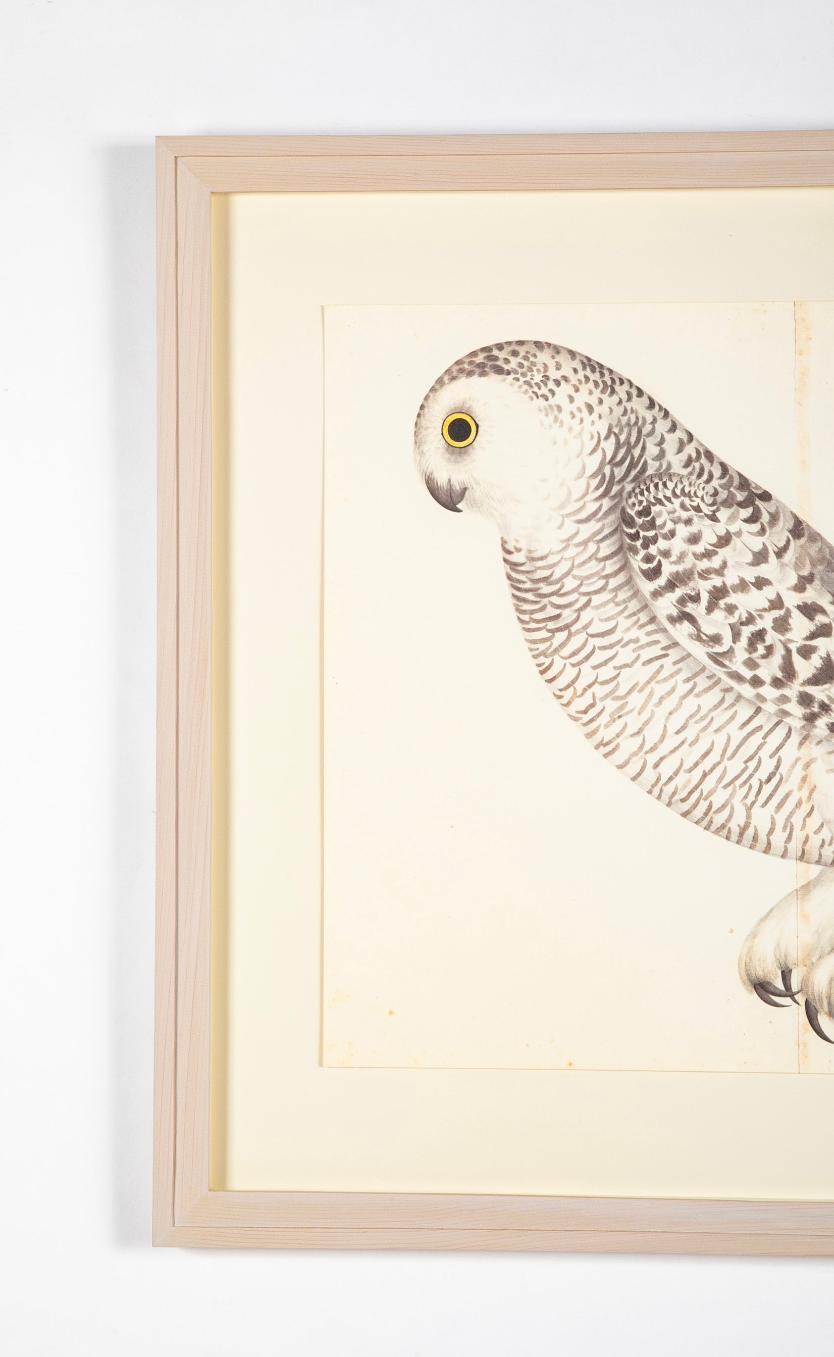 Offset Lithograph of "Snowy Owl, PL 27" from the "The Great Bird Book" by Olof Rudbeck The Younger (1660-1740)