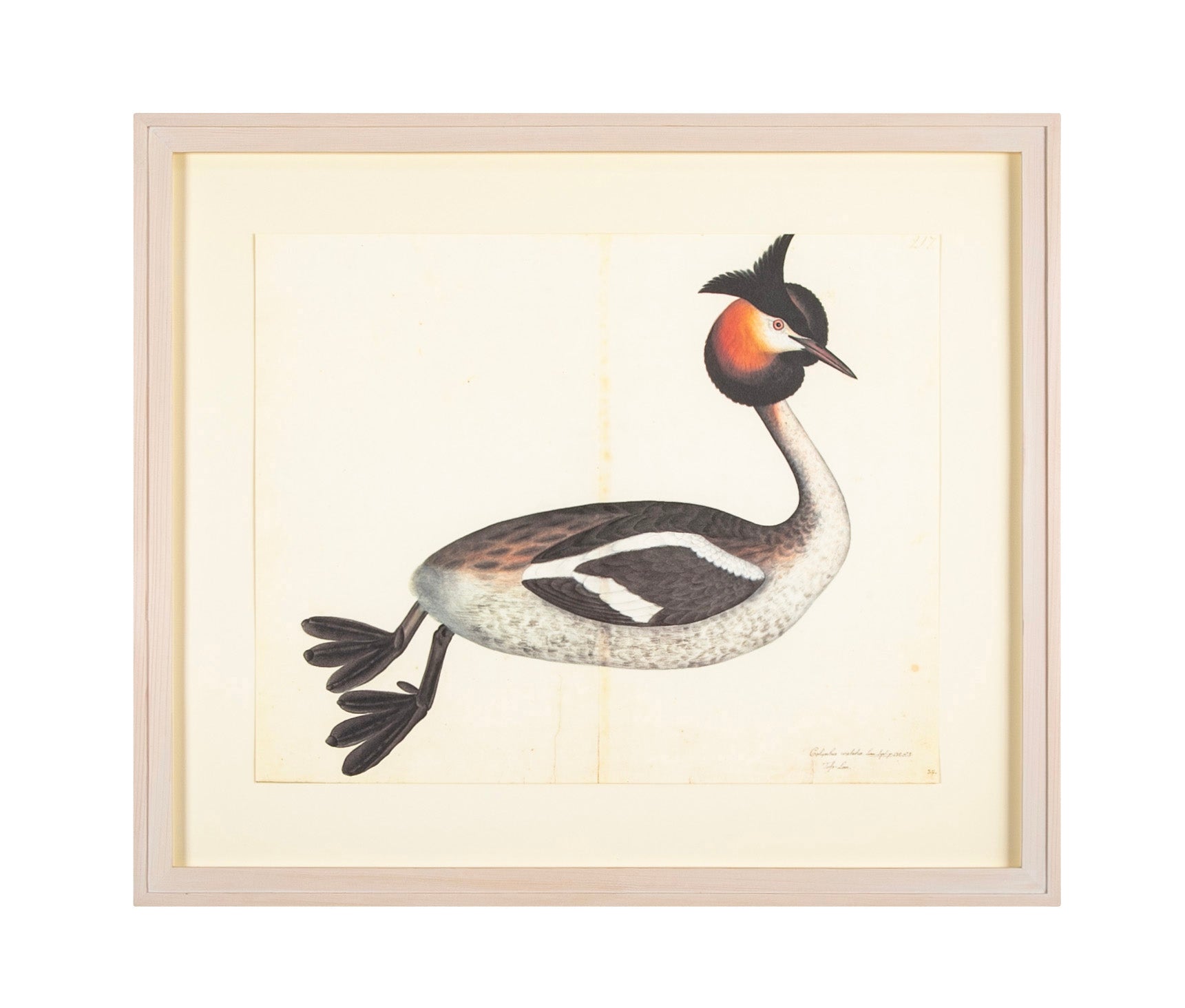 Offset Lithograph of a "Great Crested Grebe, PL 34" from the "The Great Bird Book" by Olof Rudbeck The Younger (1660-1740)