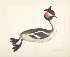 Offset Lithograph of a "Great Crested Grebe, PL 34" from the "The Great Bird Book" by Olof Rudbeck The Younger (1660-1740)