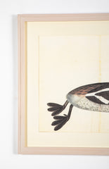 Offset Lithograph of a "Great Crested Grebe, PL 34" from the "The Great Bird Book" by Olof Rudbeck The Younger (1660-1740)