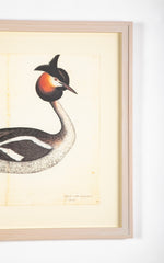 Offset Lithograph of a "Great Crested Grebe, PL 34" from the "The Great Bird Book" by Olof Rudbeck The Younger (1660-1740)
