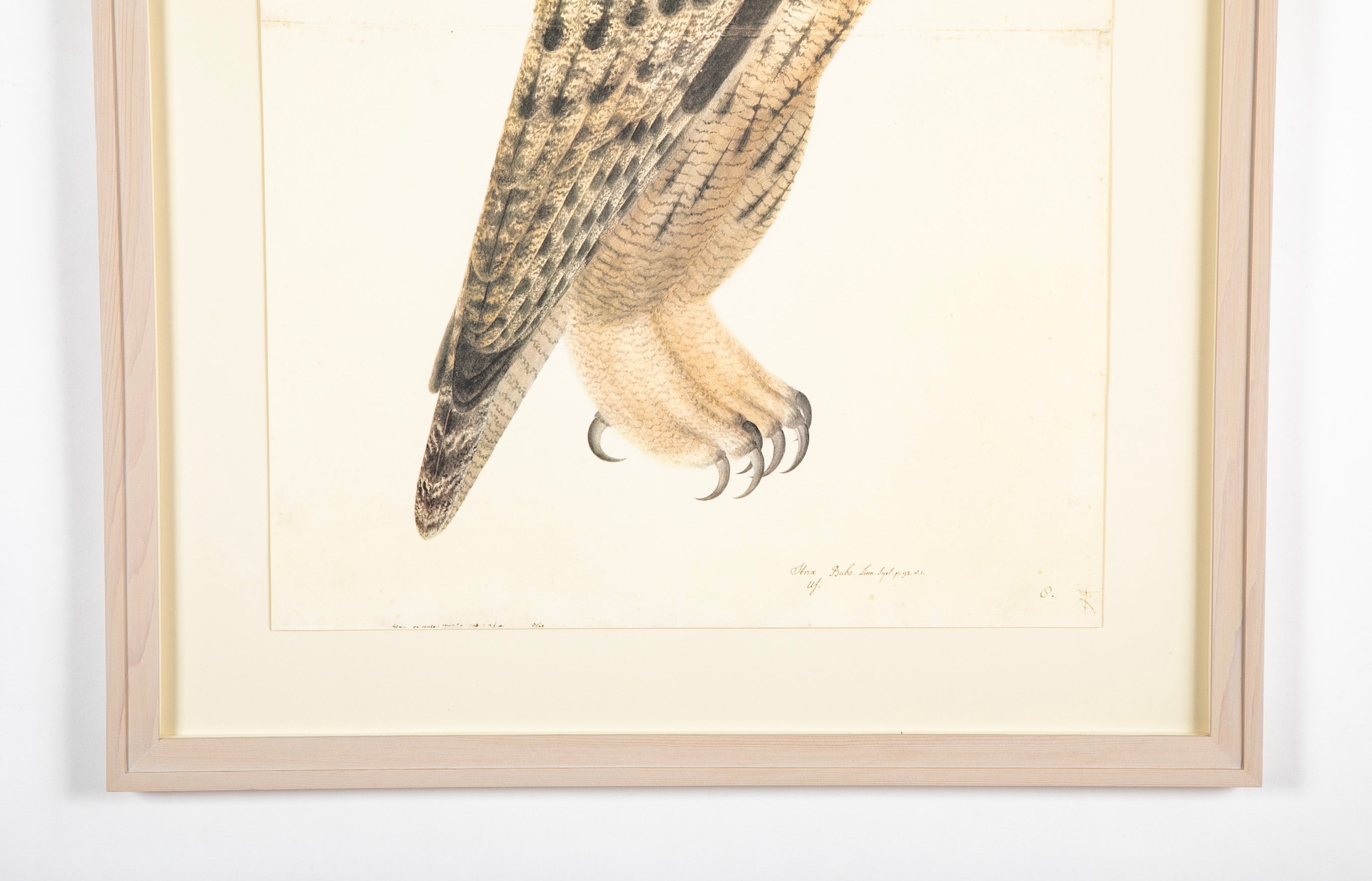 Offset Lithograph of "Brown Horned Owl"from the "The Great Bird Book" by Olaf Rudbeck The Younger (1660-1740)