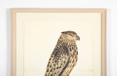 Offset Lithograph of "Eagle Owl, PL 8" from the "The Great Bird Book" by Olof Rudbeck The Younger (1660-1740)