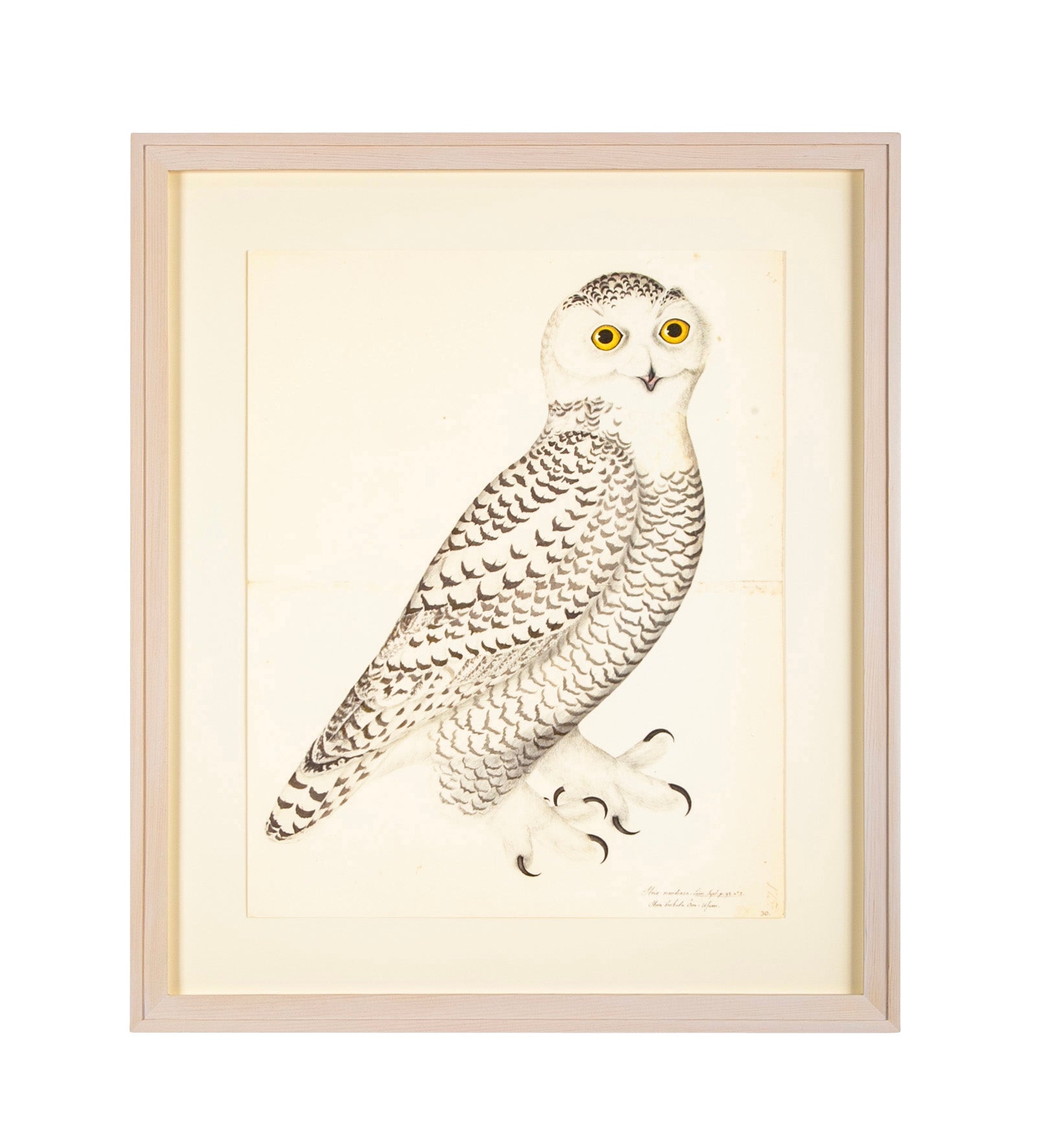 Offset Lithograph of "Snowy Owl, Juvenile Male, PL 30" from the "The Great Bird Book" by Olof Rudbeck The Younger (1660-1740)