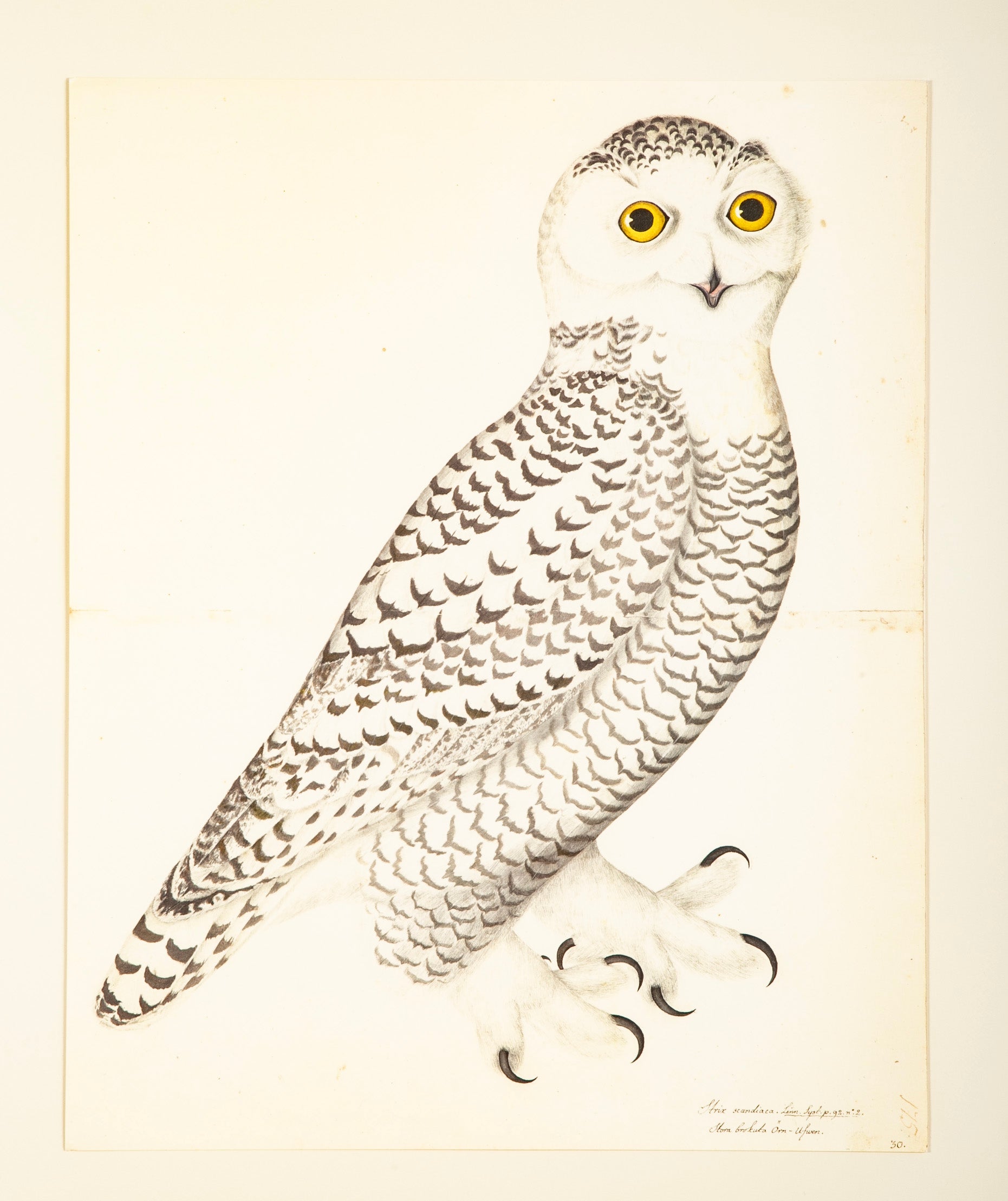 Offset Lithograph of "Side View Of White Owl" from the "The Great Bird Book" by Olaf Rudbeck The Younger (1660-1740)