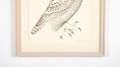 Offset Lithograph of "Snowy Owl, Juvenile Male, PL 30" from the "The Great Bird Book" by Olof Rudbeck The Younger (1660-1740)