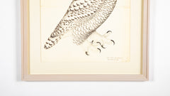 Offset Lithograph of "Side View Of White Owl" from the "The Great Bird Book" by Olaf Rudbeck The Younger (1660-1740)