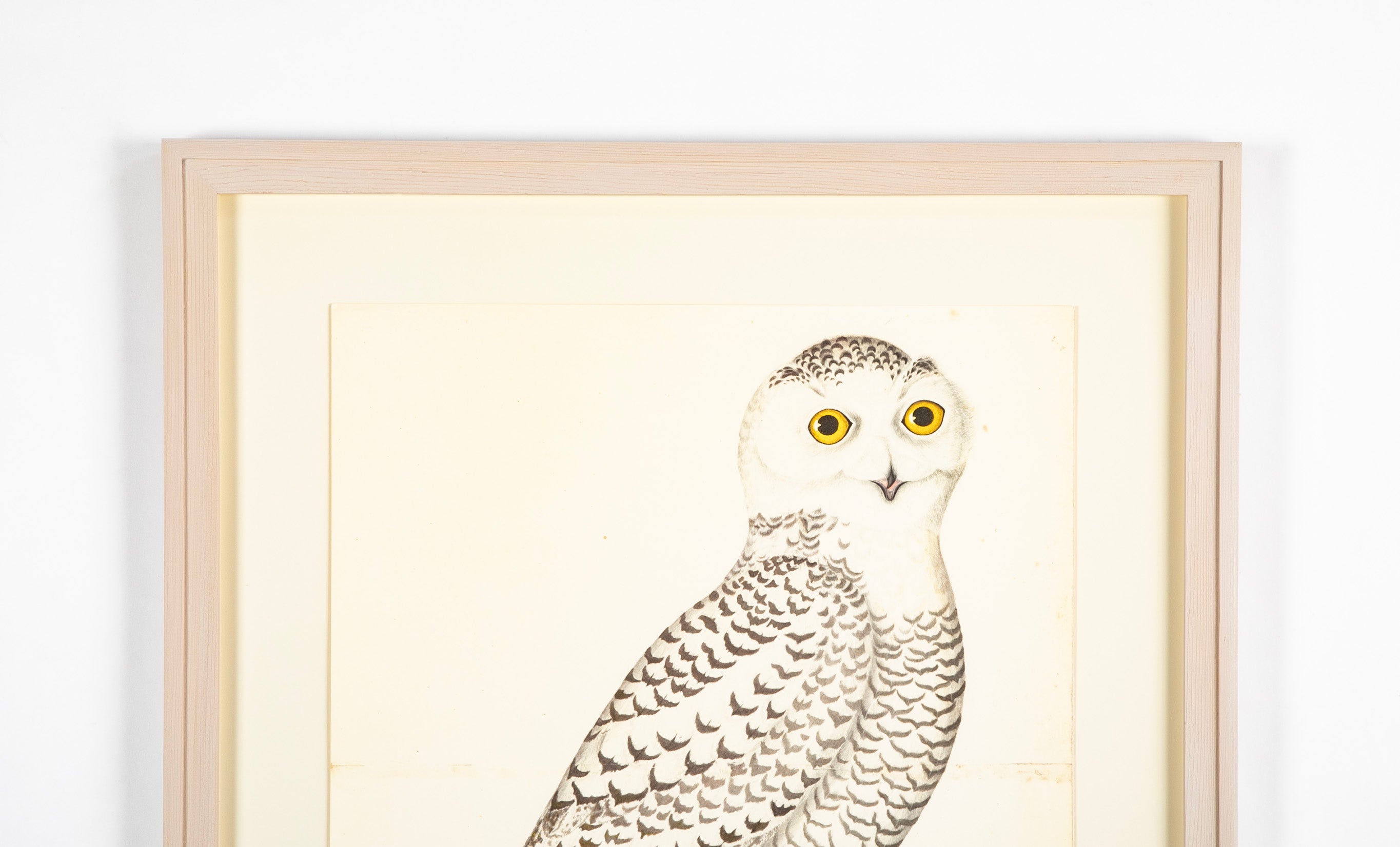 Offset Lithograph of "Snowy Owl, Juvenile Male, PL 30" from the "The Great Bird Book" by Olof Rudbeck The Younger (1660-1740)