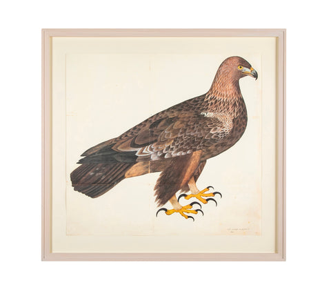Offset Lithograph of a Falcon from the "The  Great Bird Book" by Olaf Rudbeck The Younger