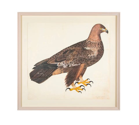 Offset Lithograph of "Golden Eagle, PL 5" from the "The  Great Bird Book" by Olof Rudbeck The Younger