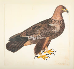 Offset Lithograph of "Golden Eagle, PL 5" from the "The  Great Bird Book" by Olof Rudbeck The Younger