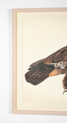 Offset Lithograph of "Golden Eagle, PL 5" from the "The  Great Bird Book" by Olof Rudbeck The Younger