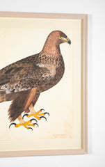 Offset Lithograph of "Golden Eagle, PL 5" from the "The  Great Bird Book" by Olof Rudbeck The Younger