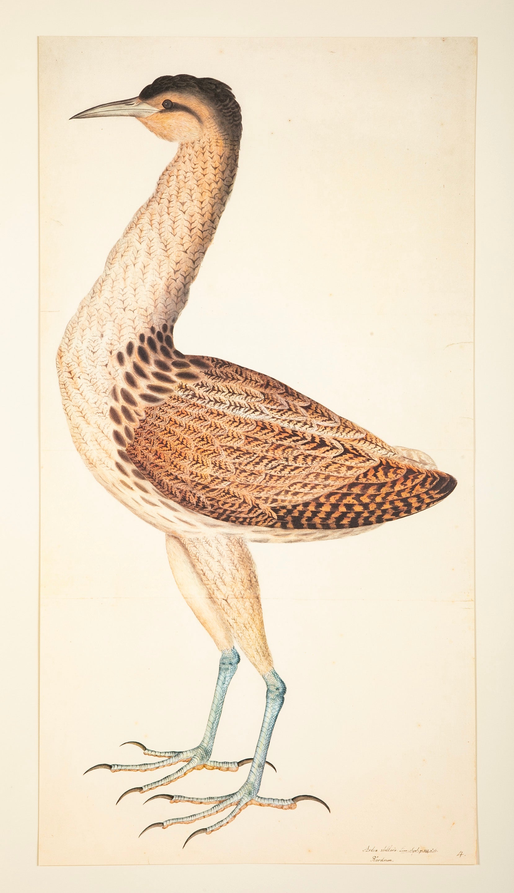 Offset Lithograph of a "European Bittern, PL 4"  from the "The Great Bird Book" by Olof Rudbeck The Younger
