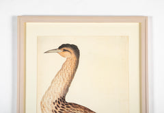 Offset Lithograph of a "European Bittern, PL 4"  from the "The Great Bird Book" by Olof Rudbeck The Younger