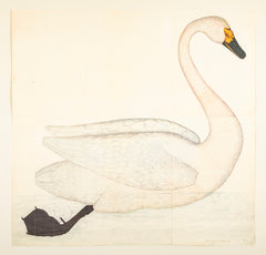 Offset Lithograph of "Bewick's Swan, PL 1"  from the "The  Great Bird Book" by Olof Rudbeck The Younger