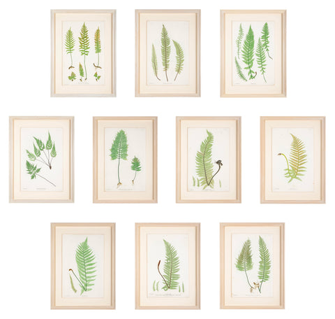 Set of 10 Thomas Moore Prints From "The Ferns of Great Britain & Ireland"  - Also Sold Individually @ $1,495  EACH