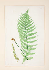 Set of 10 Thomas Moore Prints From "The Ferns of Great Britain & Ireland"  - Also Sold Individually @ $1,495  EACH