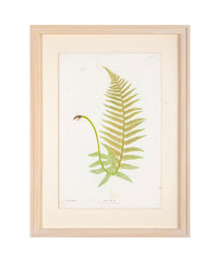 Set of 10 Thomas Moore Prints From "The Ferns of Great Britain & Ireland"  - Also Sold Individually @ $1,495  EACH