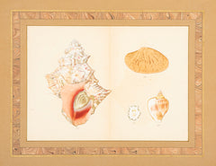 Hirase Wood Block Print From "Thousand Shells" in Custom Gilt Frame