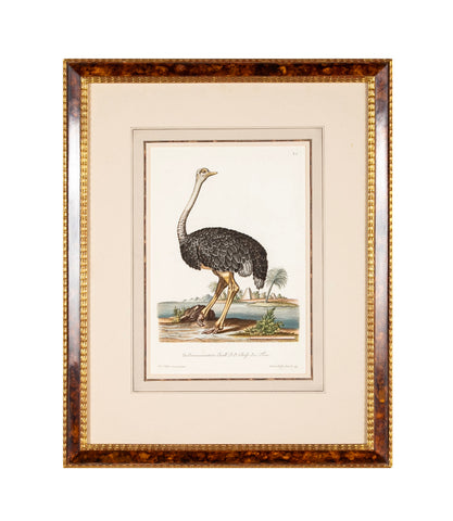 18th Century German Hand Colored Engraving of an Ostrich