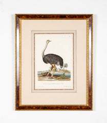 18th Century German Hand Colored Engraving of an Ostrich
