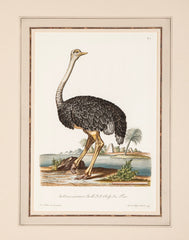 18th Century German Hand Colored Engraving of an Ostrich