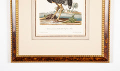 18th Century German Hand Colored Engraving of an Ostrich