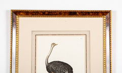 18th Century German Hand Colored Engraving of an Ostrich