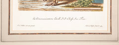 18th Century German Hand Colored Engraving of an Ostrich