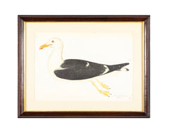 Offset Lithograph of "Lesser Black Backed Gull, PL 23" from the "The  Great Bird Book" by Olof Rudbeck The Younger
