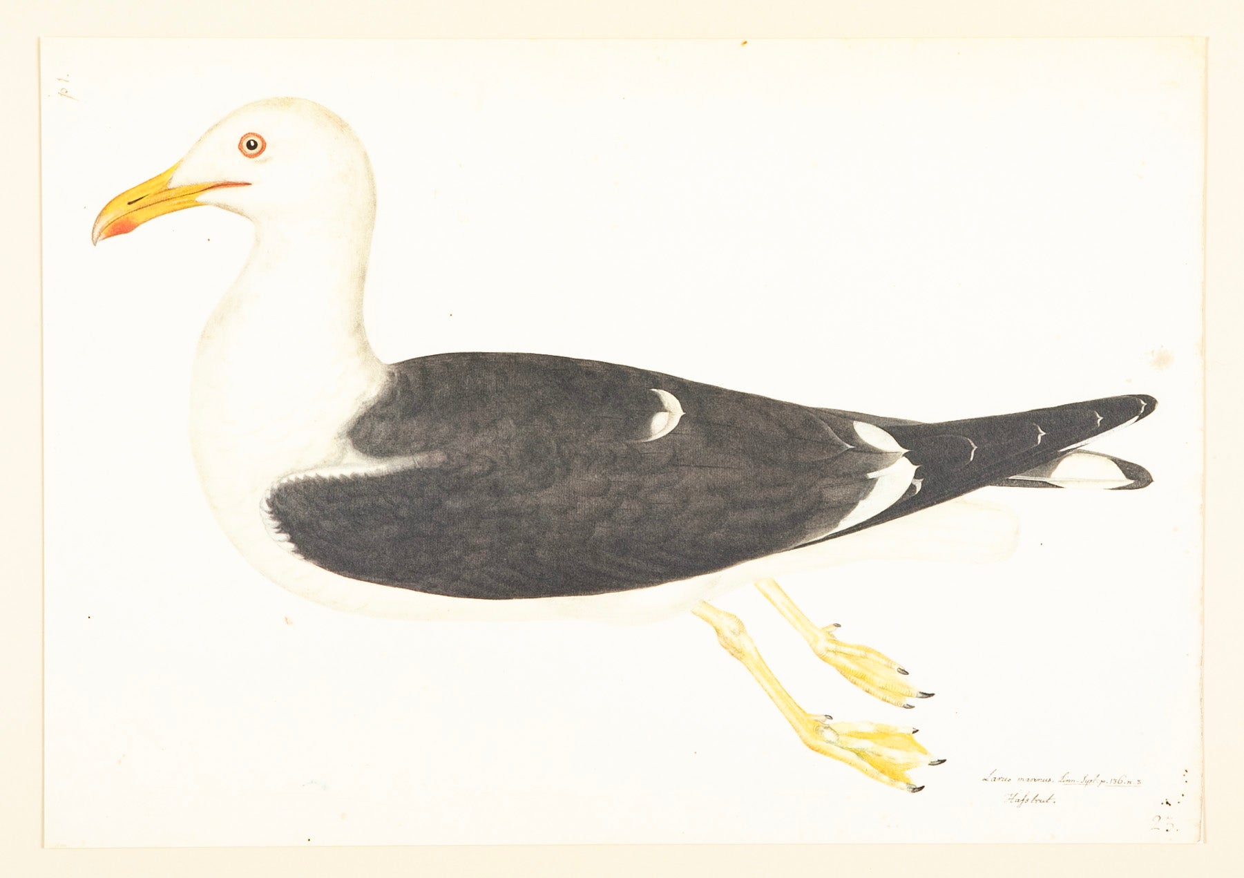 Offset Lithograph of "Lesser Black Backed Gull, PL 23" from the "The  Great Bird Book" by Olof Rudbeck The Younger