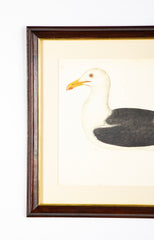 Offset Lithograph of "Lesser Black Backed Gull, PL 23" from the "The  Great Bird Book" by Olof Rudbeck The Younger