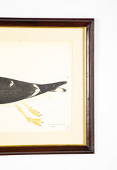 Offset Lithograph of "Lesser Black Backed Gull, PL 23" from the "The  Great Bird Book" by Olof Rudbeck The Younger