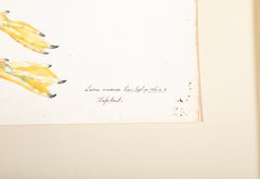 Offset Lithograph of "Lesser Black Backed Gull, PL 23" from the "The  Great Bird Book" by Olof Rudbeck The Younger