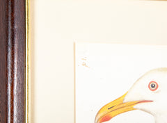 Offset Lithograph of "Lesser Black Backed Gull, PL 23" from the "The  Great Bird Book" by Olof Rudbeck The Younger