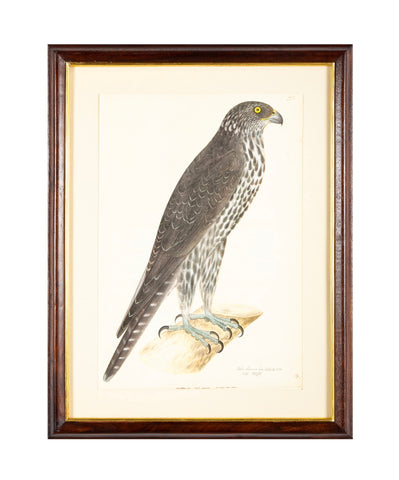Offset Lithograph from "The Great Bird Book" by Olof Rudbeck The Younger (1660-1740)