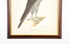 Offset Lithograph from "The Great Bird Book" by Olof Rudbeck The Younger (1660-1740)