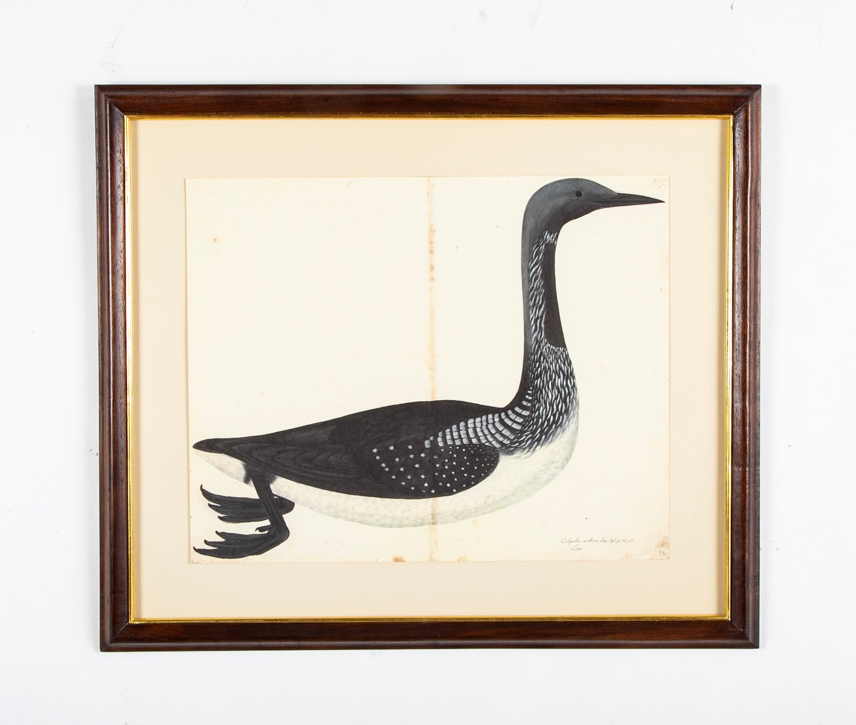 Offset Lithograph of "Black Throated Diver" from the "The  Great Bird Book" by Olof Rudbeck The Younger