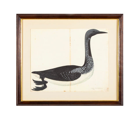 Offset Lithograph of "Black Throated Diver" from the "The  Great Bird Book" by Olof Rudbeck The Younger