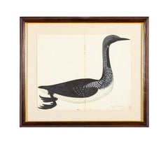Offset Lithograph of "Black Throated Diver" from the "The  Great Bird Book" by Olof Rudbeck The Younger