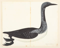 Offset Lithograph of "Black Throated Diver" from the "The  Great Bird Book" by Olof Rudbeck The Younger