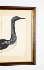 Offset Lithograph of "Black Throated Diver" from the "The  Great Bird Book" by Olof Rudbeck The Younger