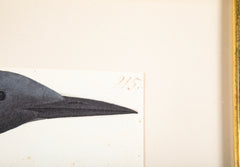 Offset Lithograph of "Black Throated Diver" from the "The  Great Bird Book" by Olof Rudbeck The Younger