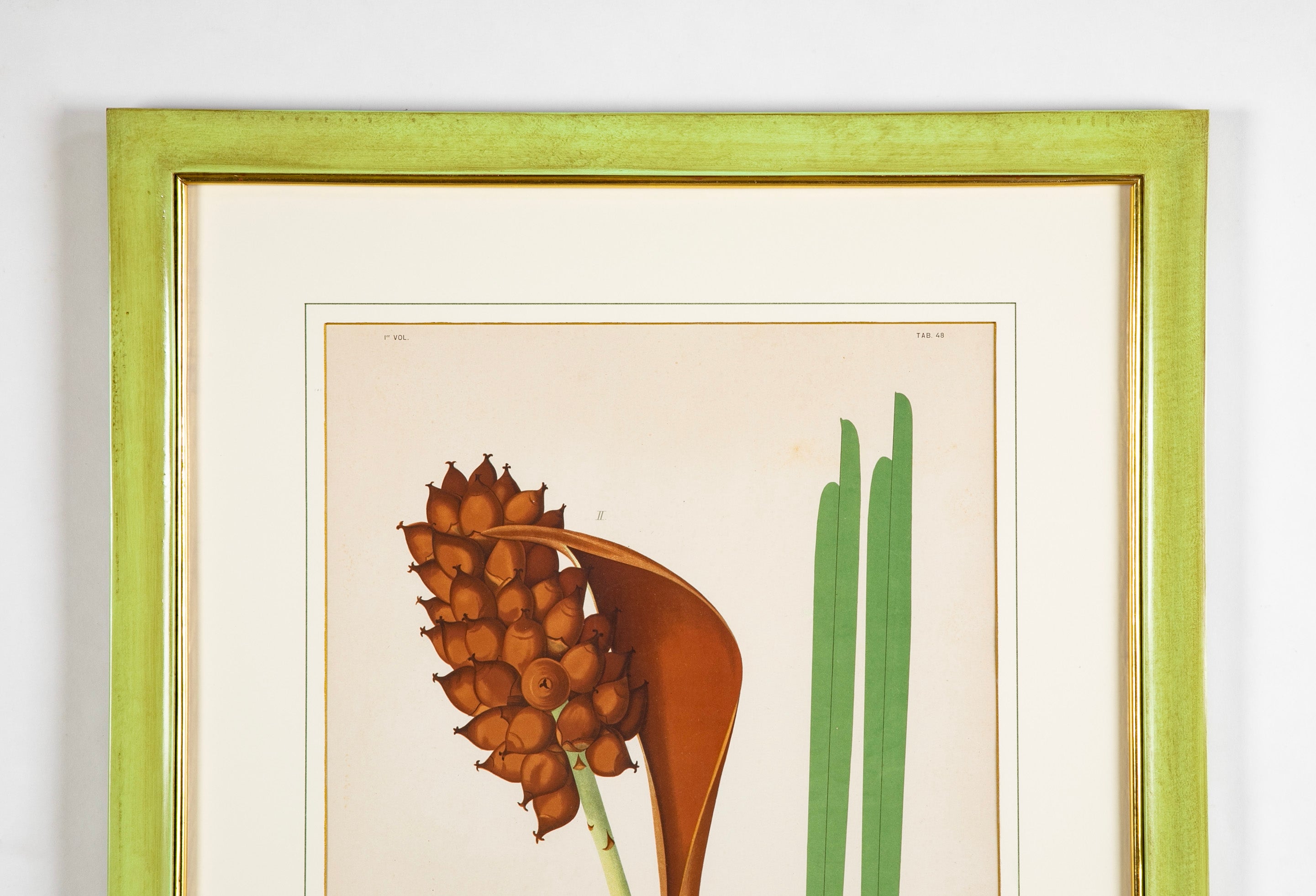 Chromolithograph of Brazilian Palms by Joao Barbosa Rodrigues