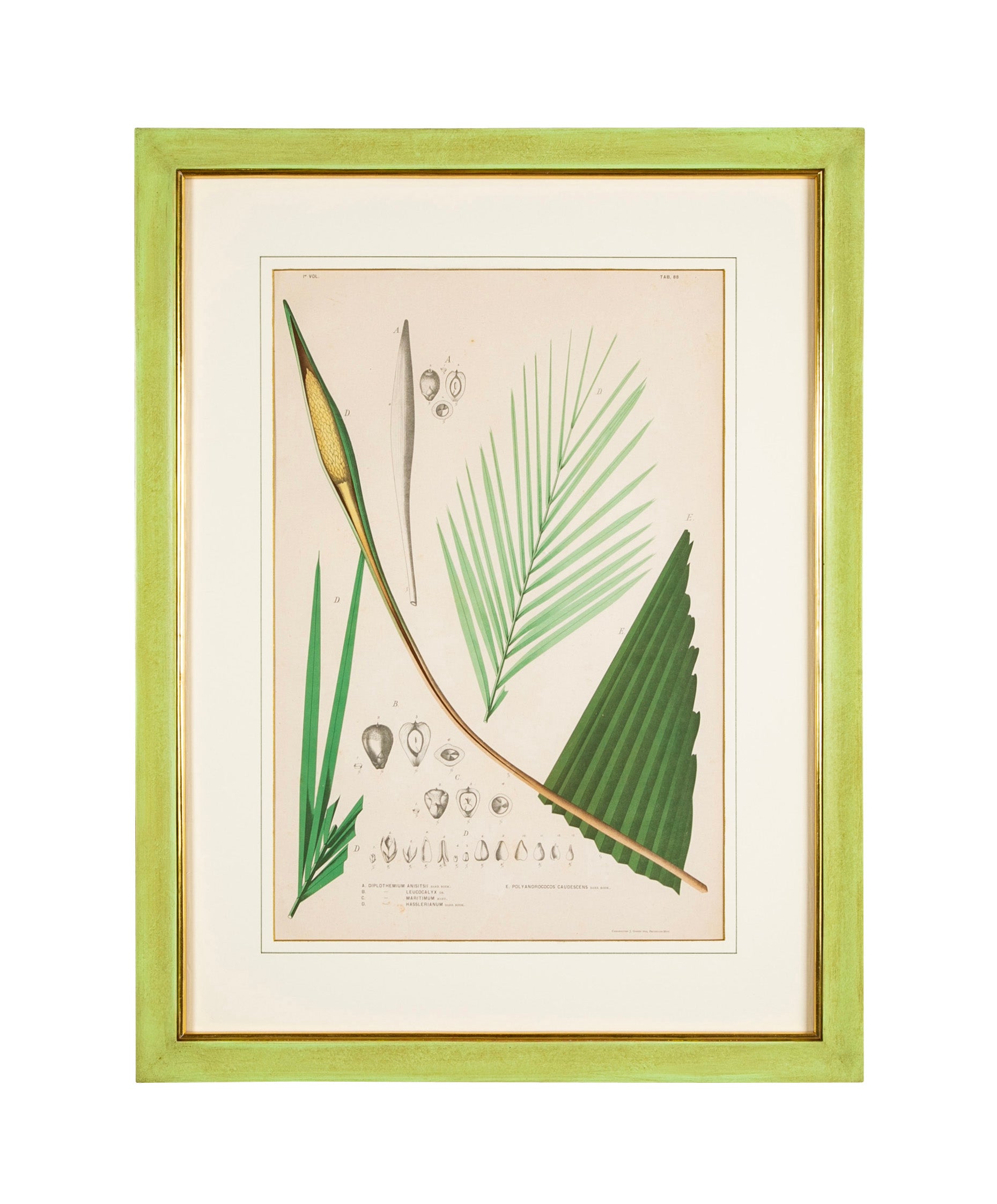 Chromolithograph of Brazilian Palms by Joao Barbosa Rodrigues